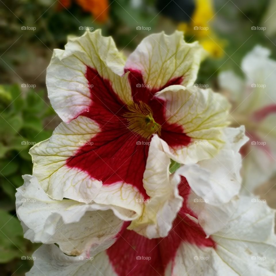 flower in garden