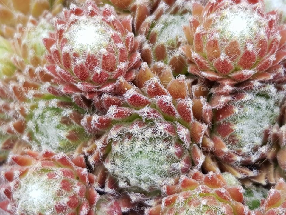 Beautiful succulent plants