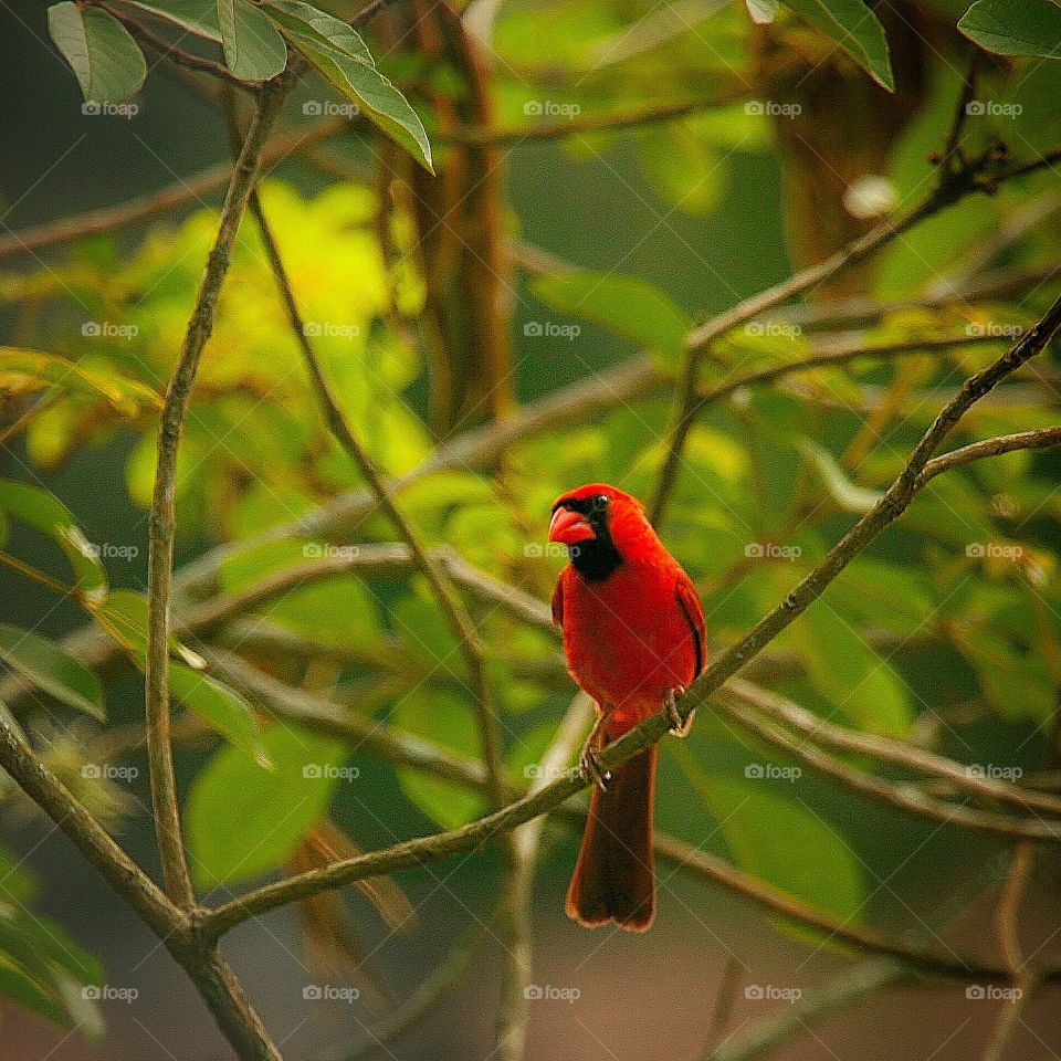 Cardinal looking at you. Fortunate to have many of these birds in the trees around my home, but they don't like staying still for long!