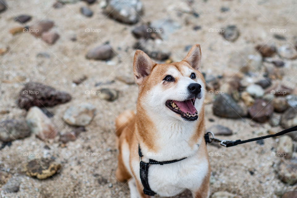 Shiba at beach