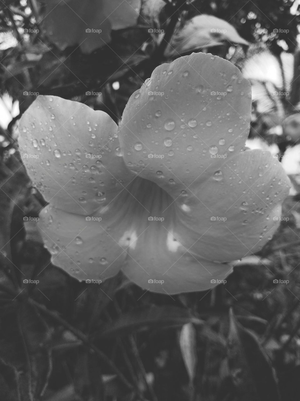 water drops in flower