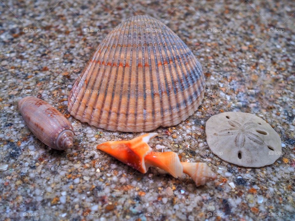 Close-up of four sea shells