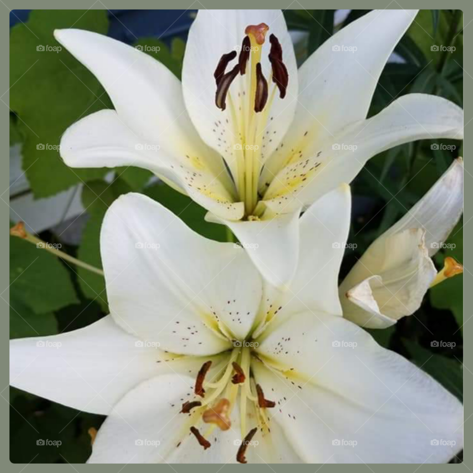 White stargazer