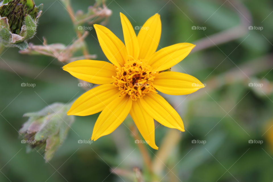 Close up beauty. Close up of yellow flower