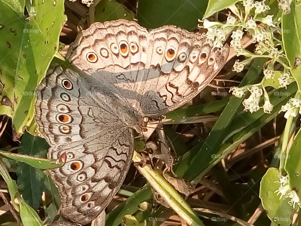 butterfly 2018-01-22 003 
#আমার_চোখে #আমার_গ্রাম #nature #butterfly #animalia #arthropoda #insecta #lepidoptera