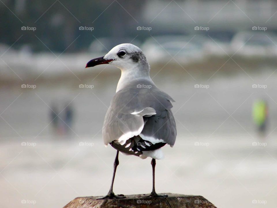 A Seagull being friendly, and posing for the camera.