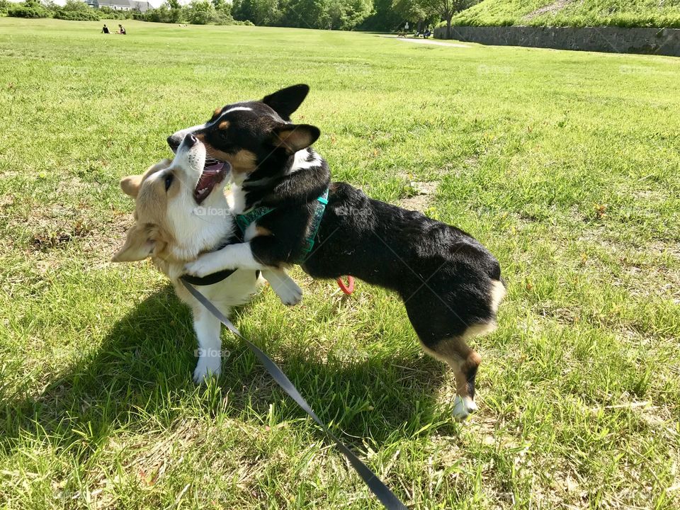 Puppy playtime 