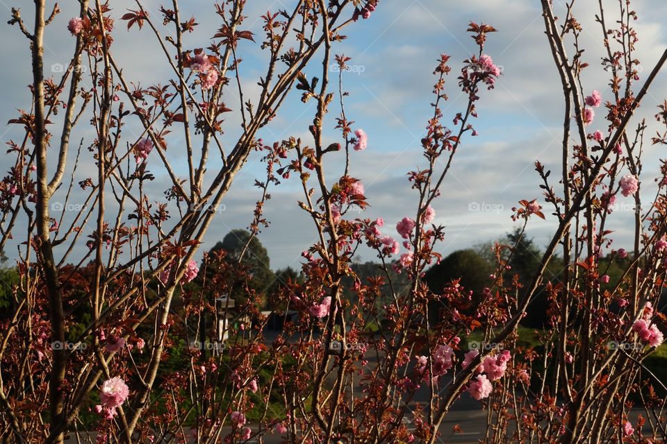 Cherry blossom tree