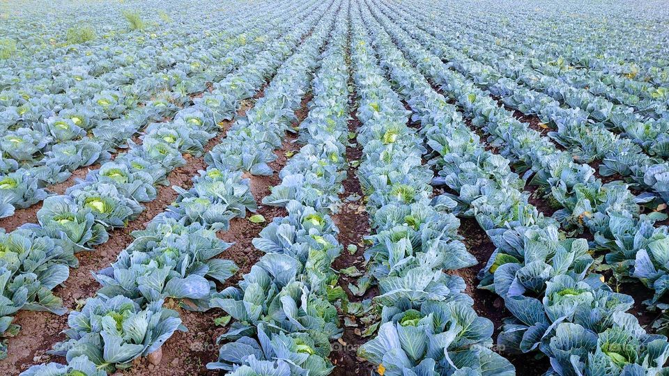 Cabbage field 🥬💚🌱