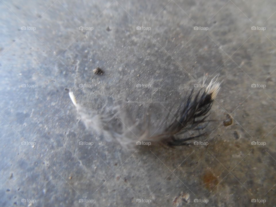 tiny feather. This is a feather off of a baby 👶 🐦 that was blowing in the wind 💨