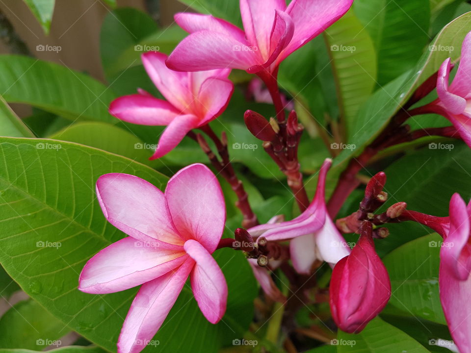 pink, frangipani