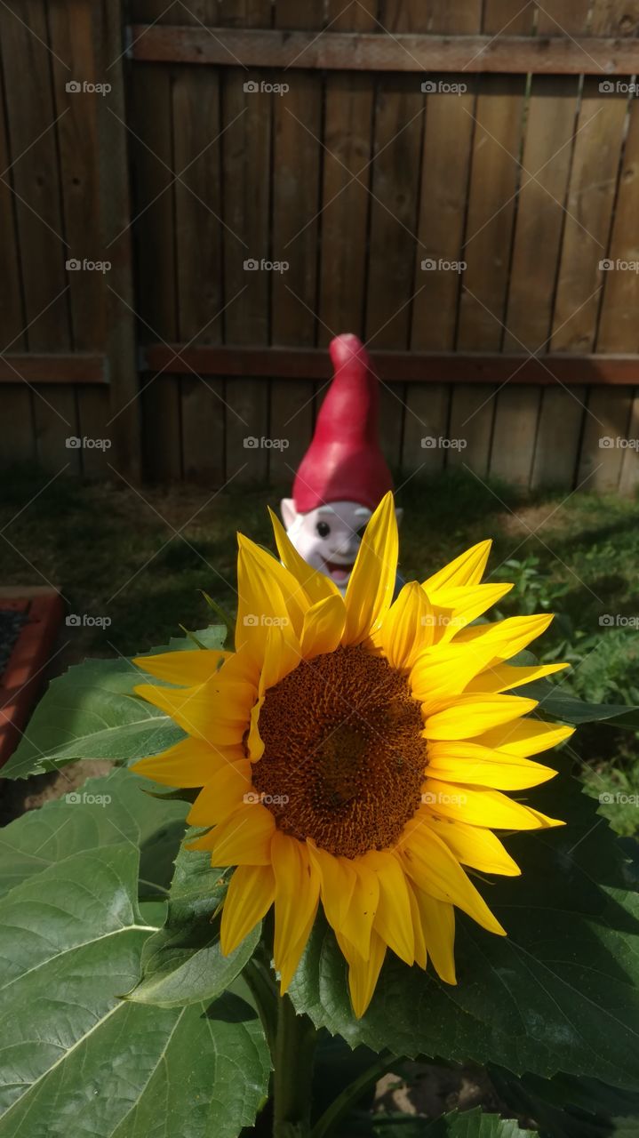 happy sunflower creepy gnome 2