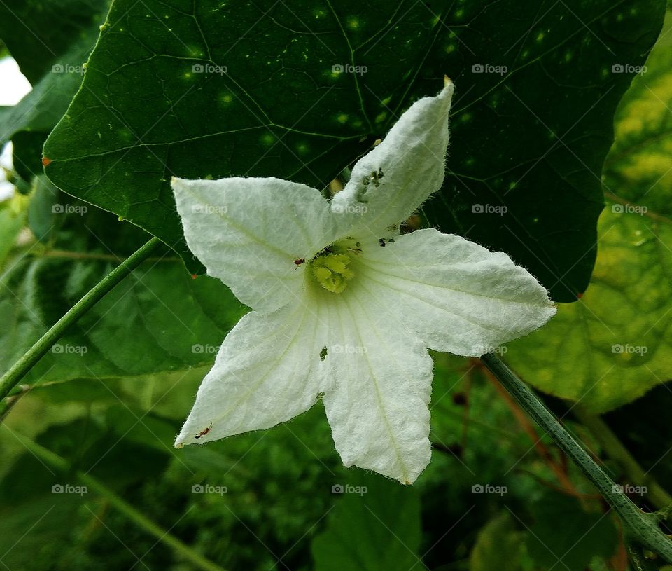 white flower and ants