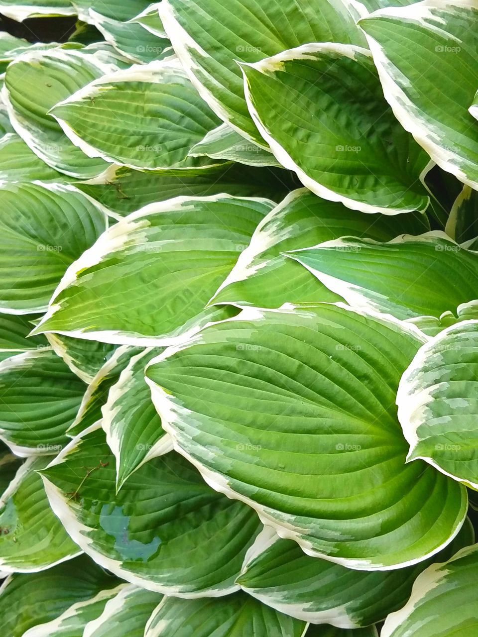 Hosta plant