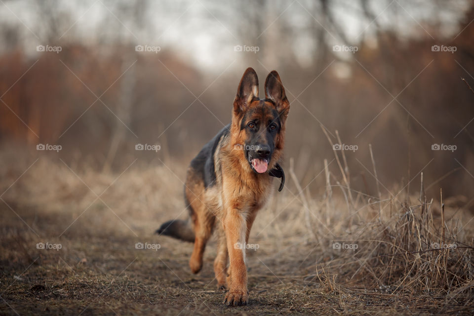 German shepherd 8-th months puppy in a spring forest