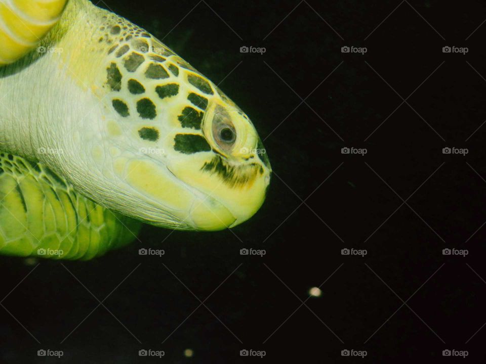 Close-up of a Brazilian Green Sea Turtle. Detailed shot, at the head of the turtle