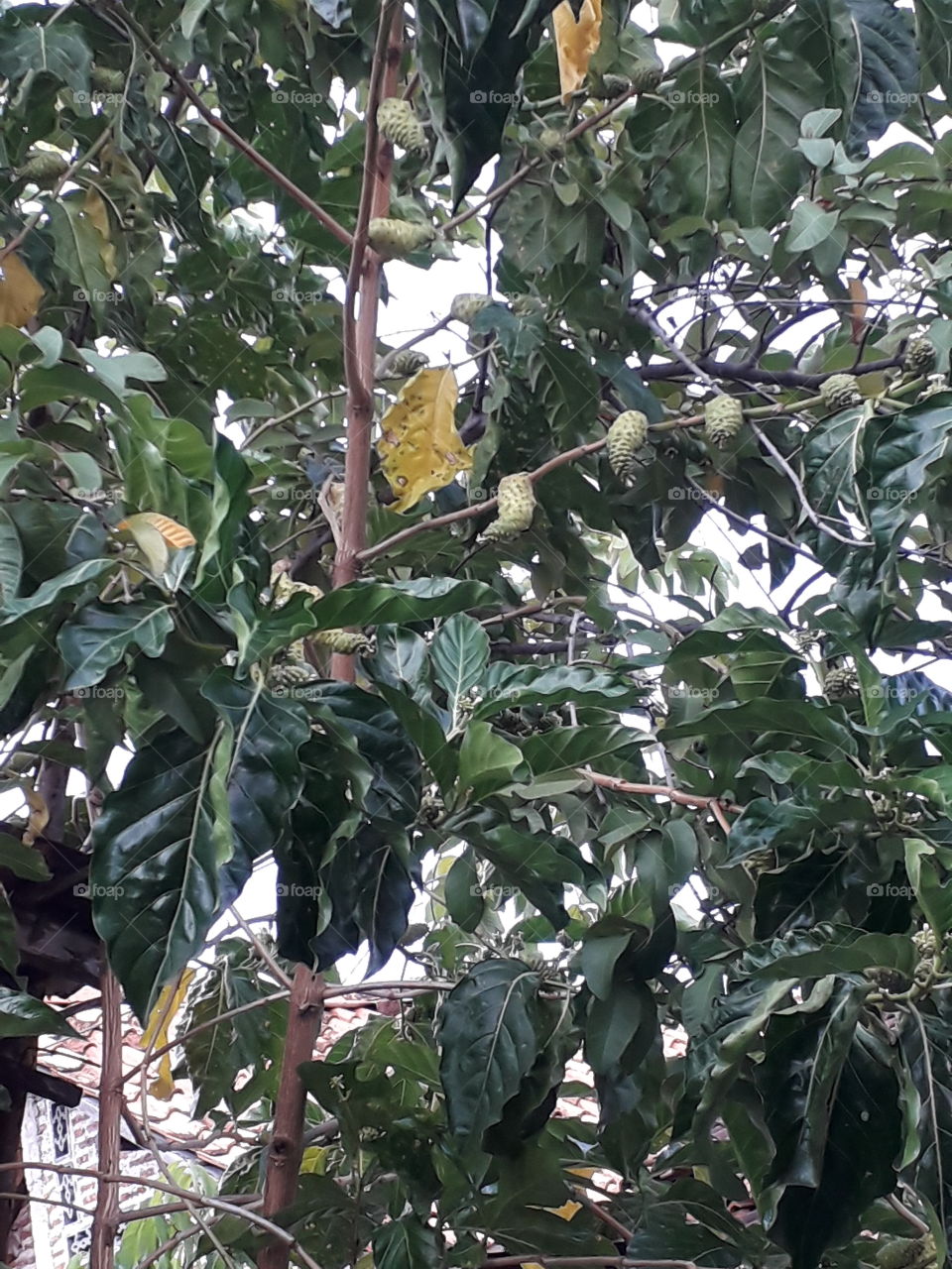 ease of planting morinda citrifolia (mengkudu) fruit