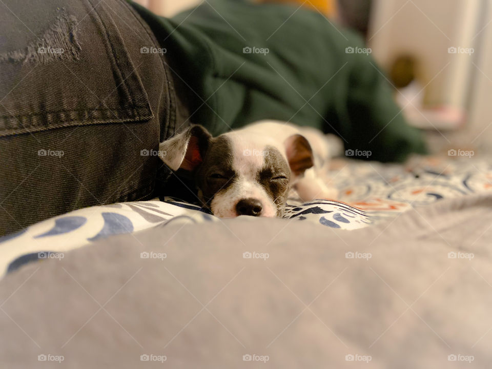 Puppy napping on bed with human