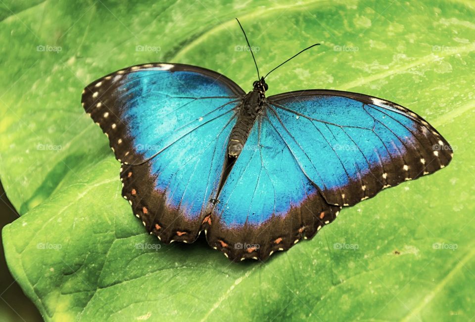 Blue  Morpho butterfly