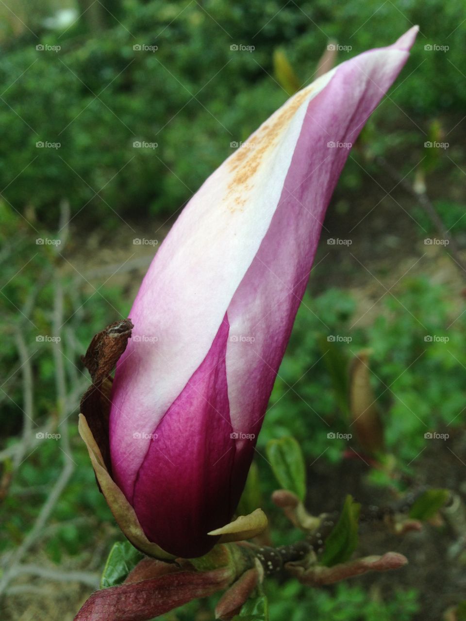 Magnolia 