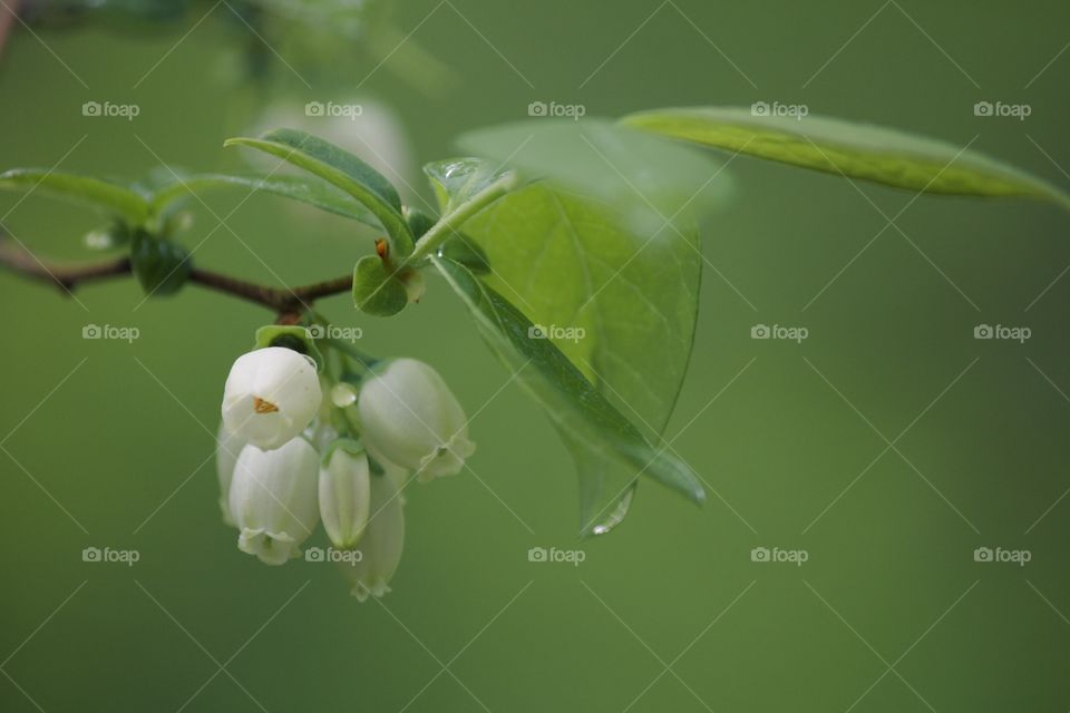 Morning dew on springtime blooms