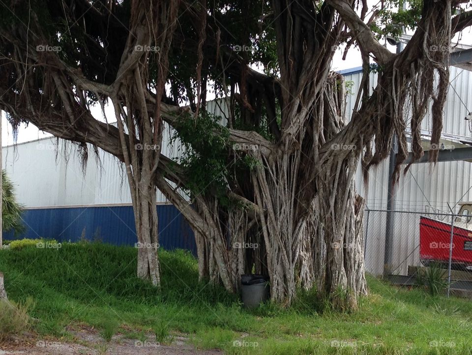 Scary-looking tree trunk