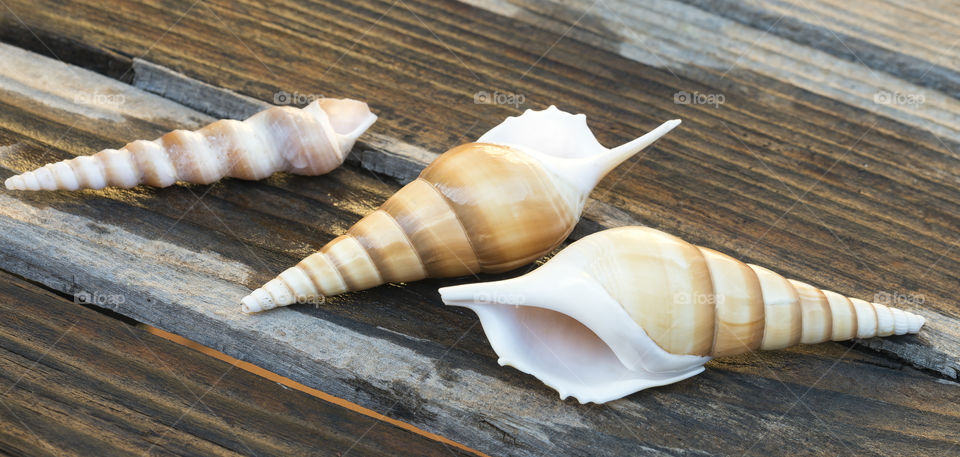 Panoramic view of spiral seashells