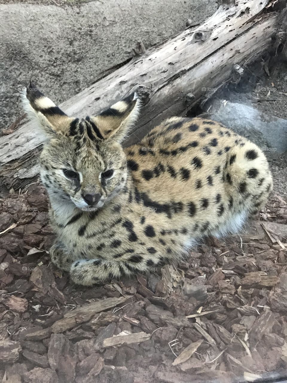 Serval 