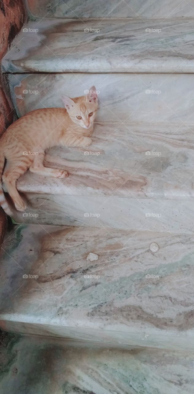 भारत के कैट