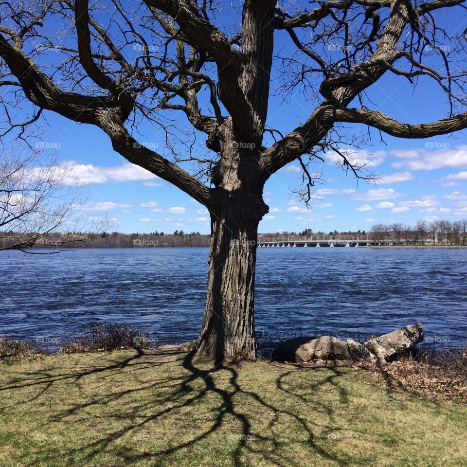 Bare tree near the lake