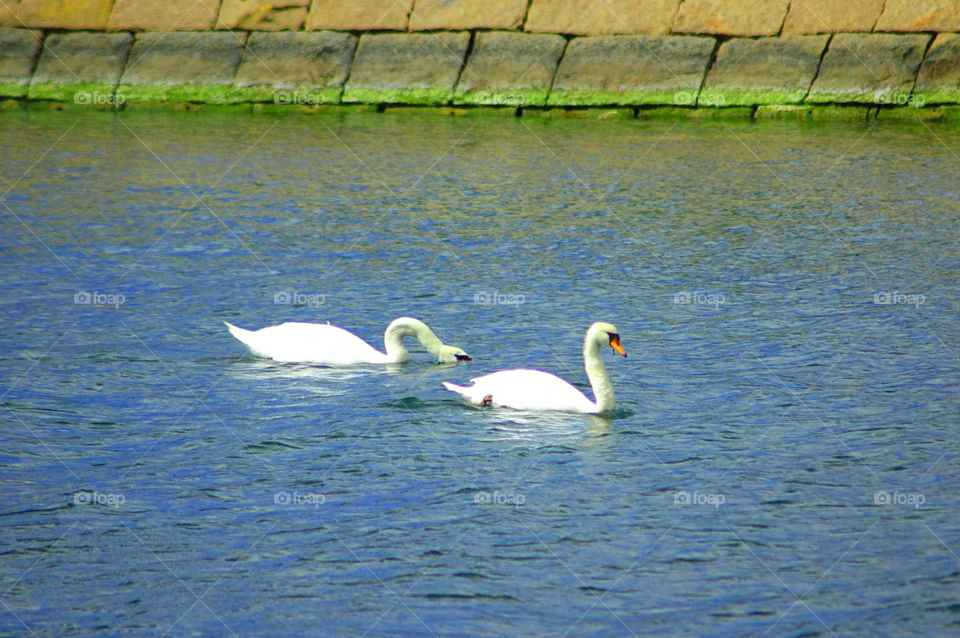 swan bird water