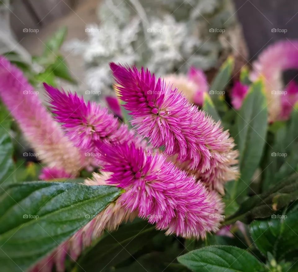 purple flowers