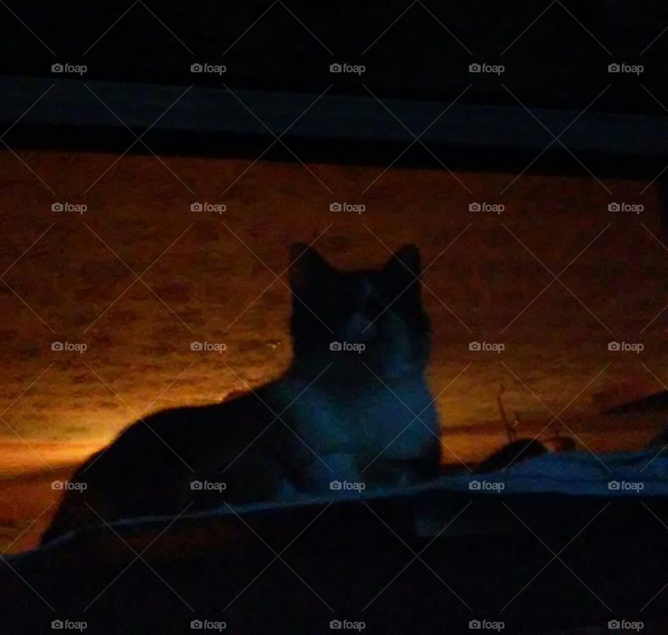 Yeti sitting in window looking outside