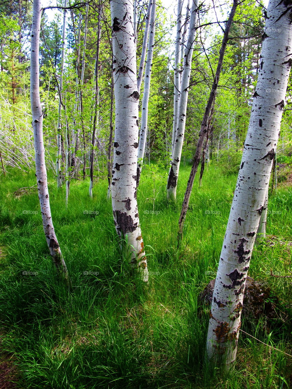 A grove of aspen trees in a lush green field 