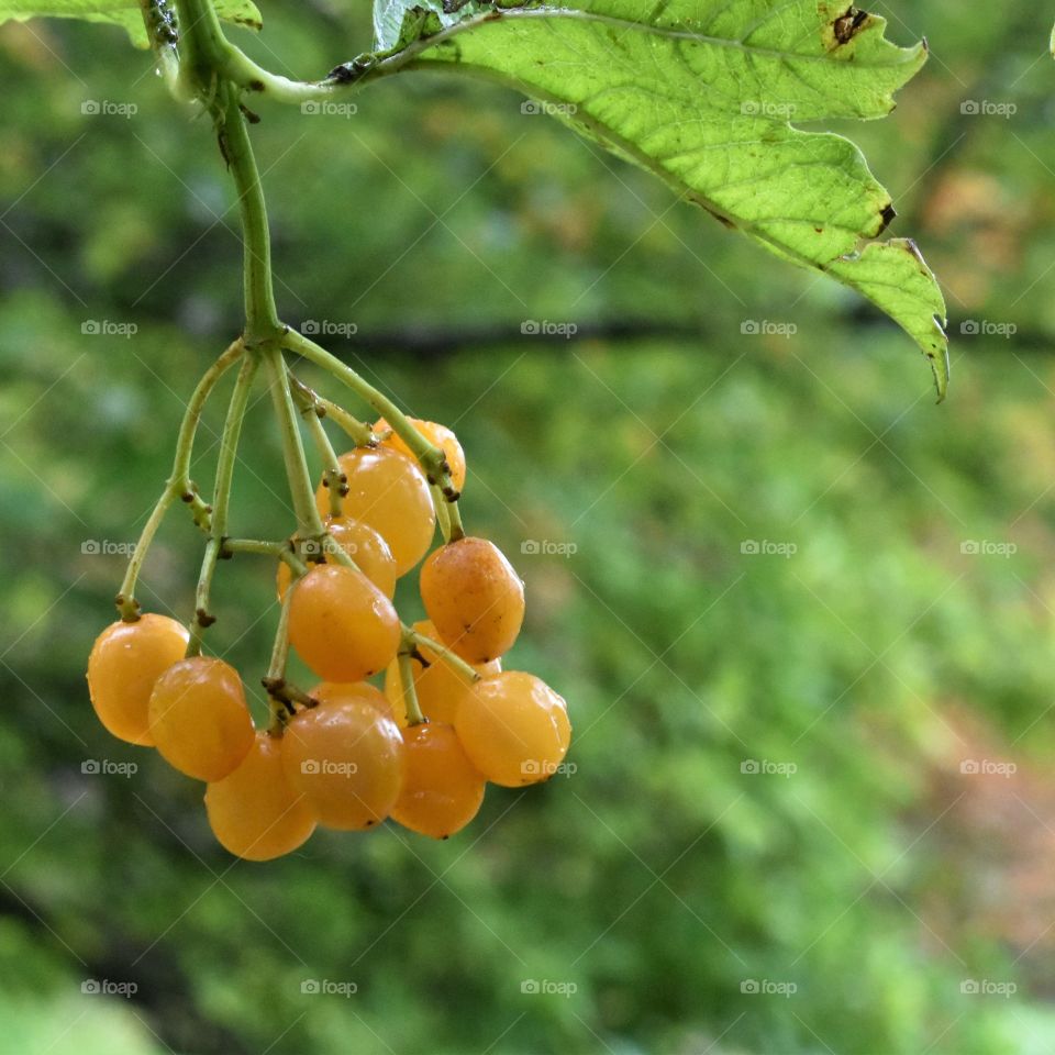 Yellow berries 