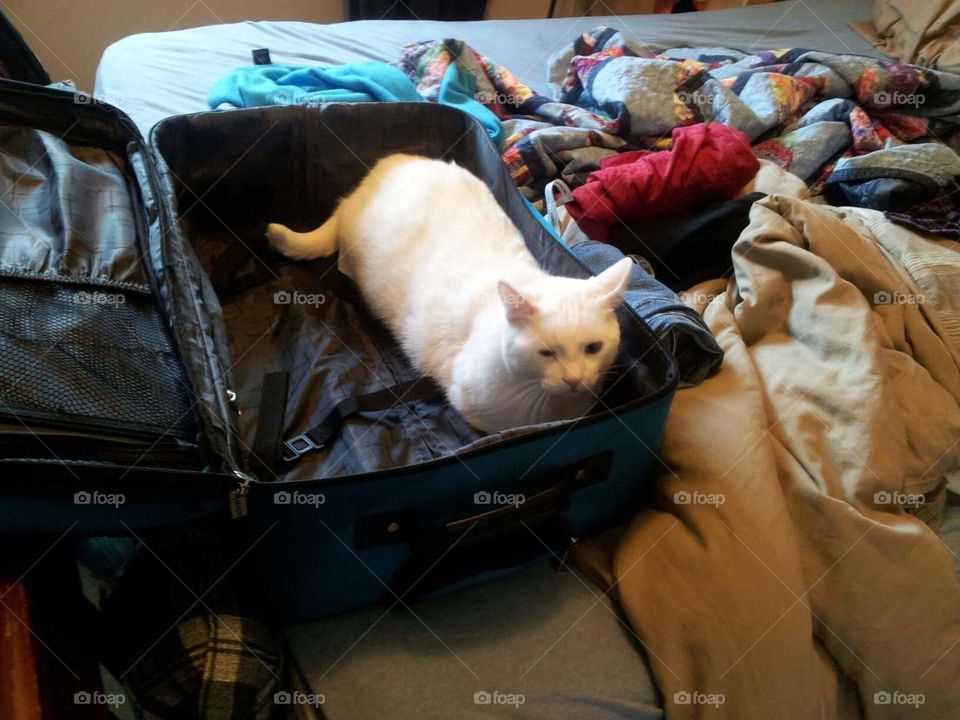 Packing Cat