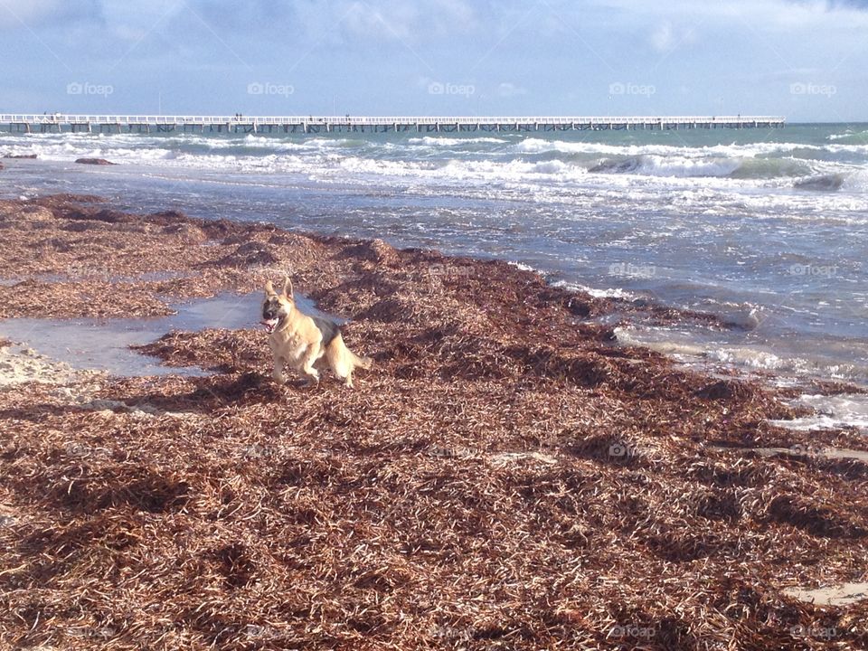German shepherd running through seaweed on beach sand by ocean