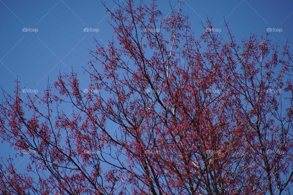 Red leaves, spring