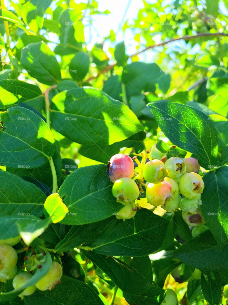 blueberry bush