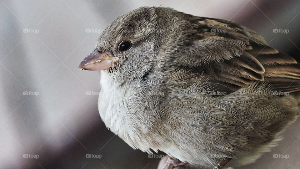 Gorrión
 Sparrow