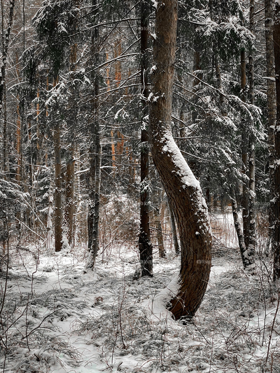 Winter landscape with forest in cloudy December day 