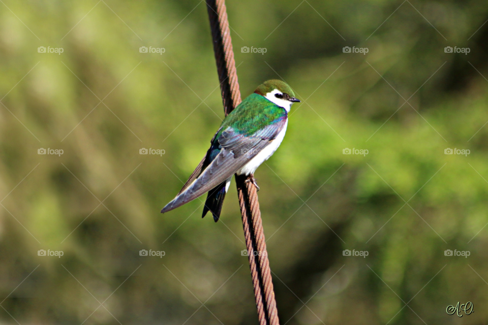 Green Bird