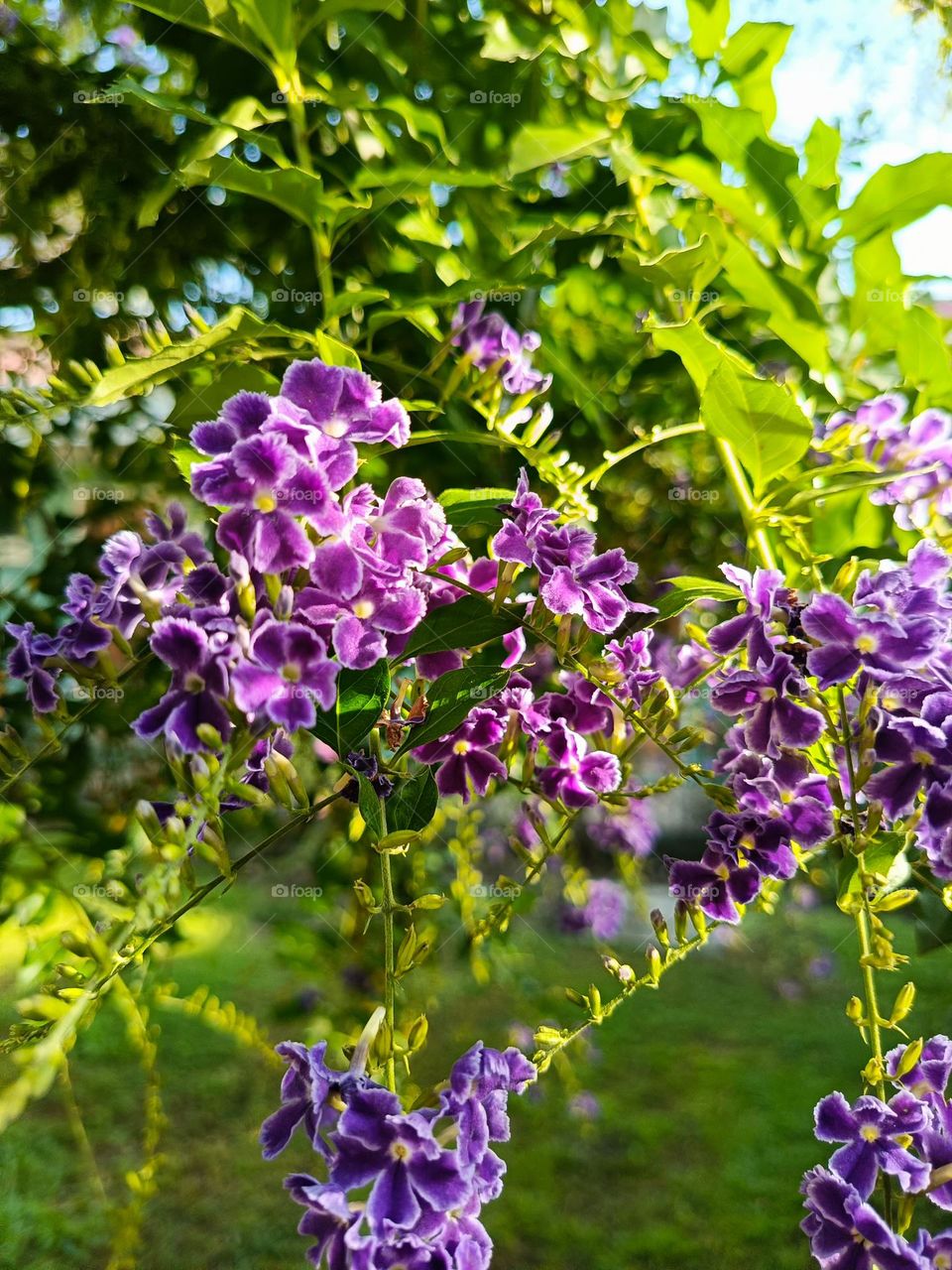 purple blooms