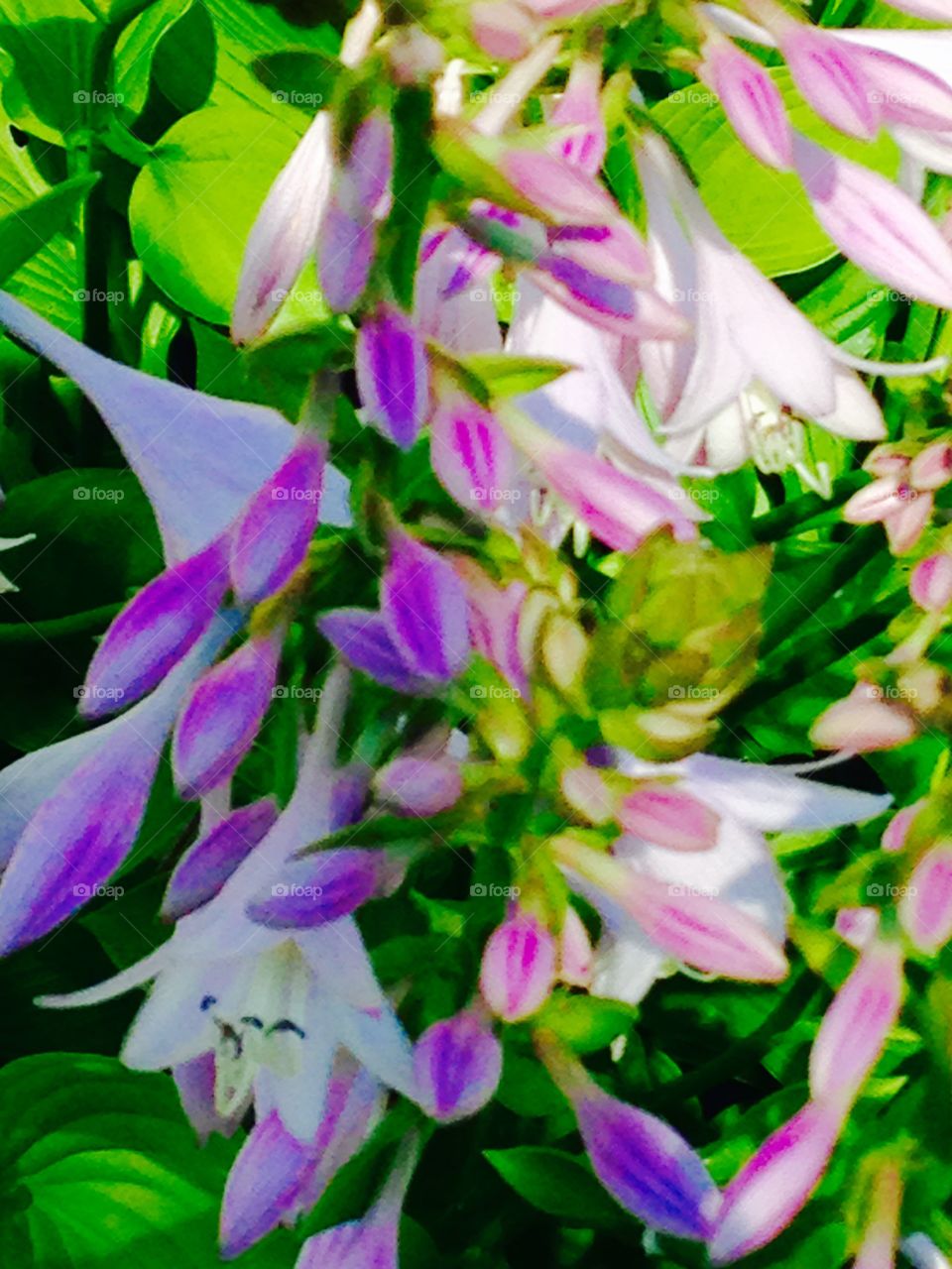 Hosta flowers