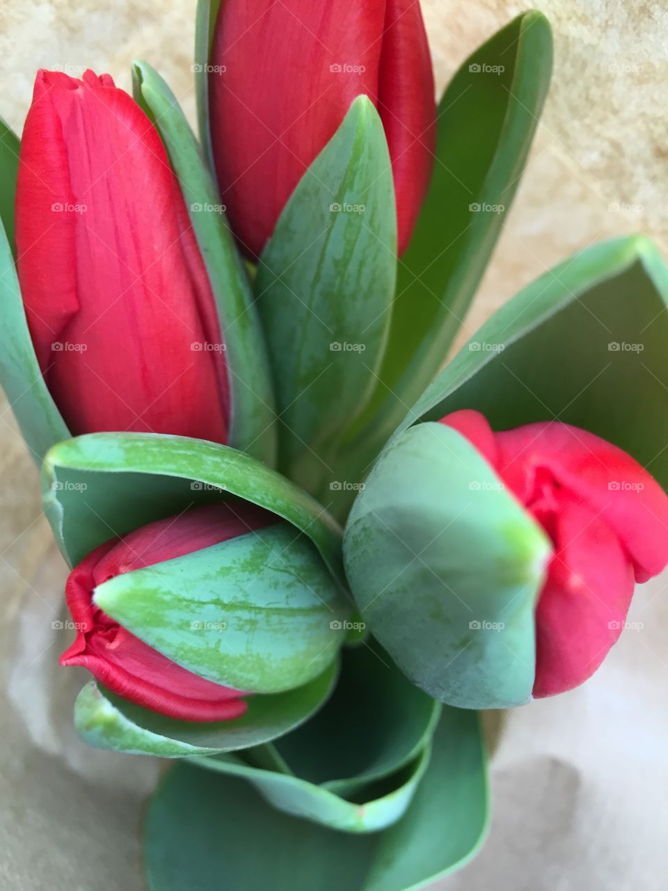 A Dutch Valentine's . Tulips bought at the farmer's market in Leiden, The Netherlands on Valentine's Day 2015.
