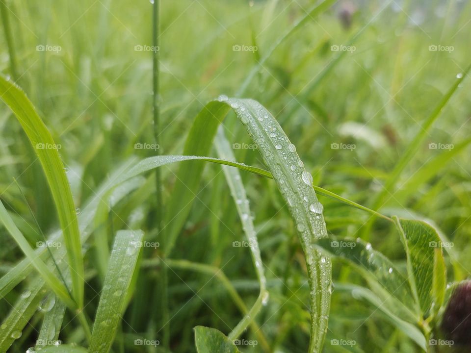 raindrops on the grass