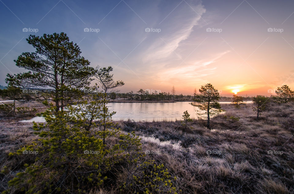 swamp on a cold winter morning