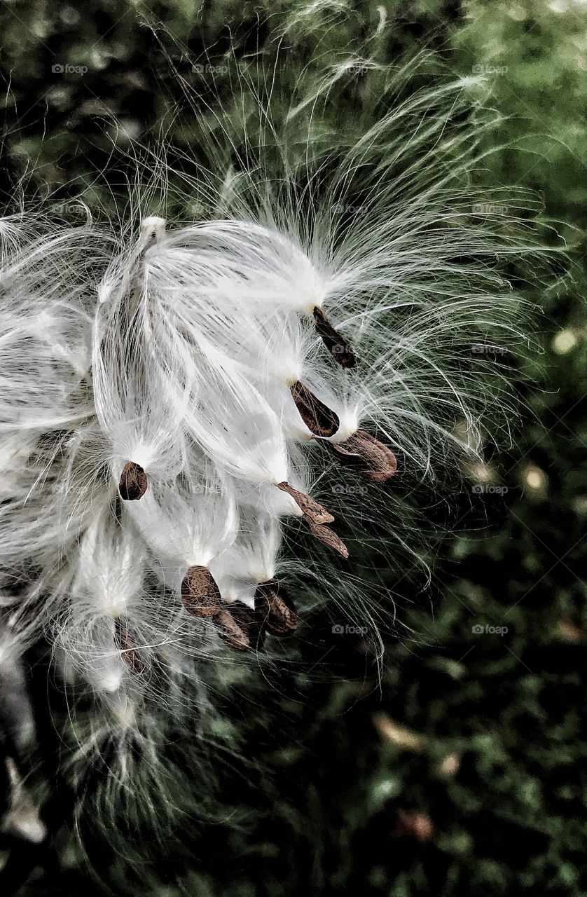 Milk weed