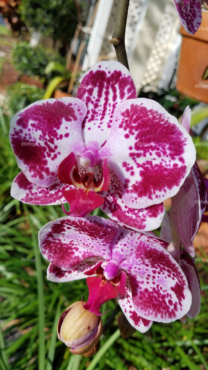 orchid heaven