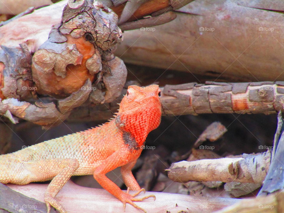 The oriental garden lizard, eastern garden lizard, bloodsucker or changeable lizard (Calotes versicolor) is an agamid lizard found widely distributed in indo-Malaya